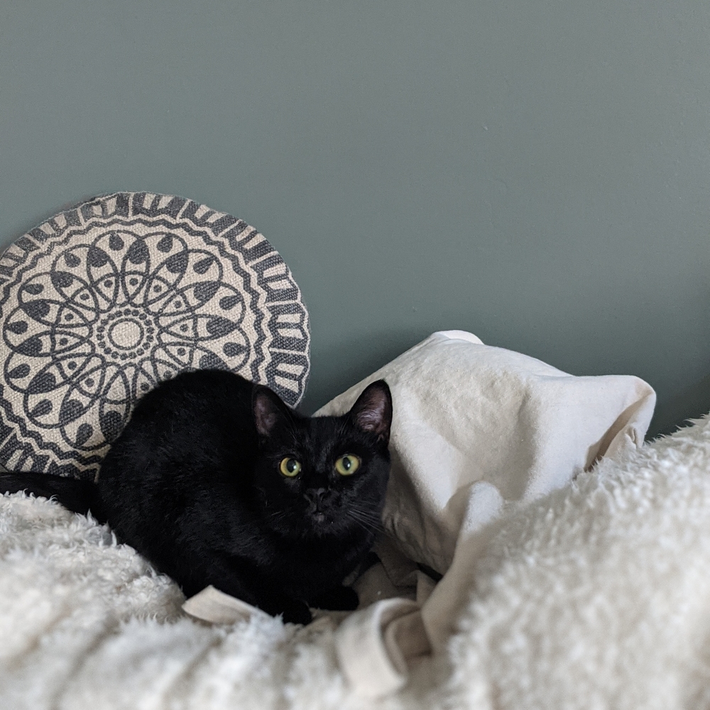 Holly🐈‍⬛🐲👻